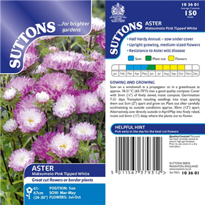 Aster Matsumoto Pink Tipped White